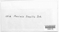 Puccinia sessilis image